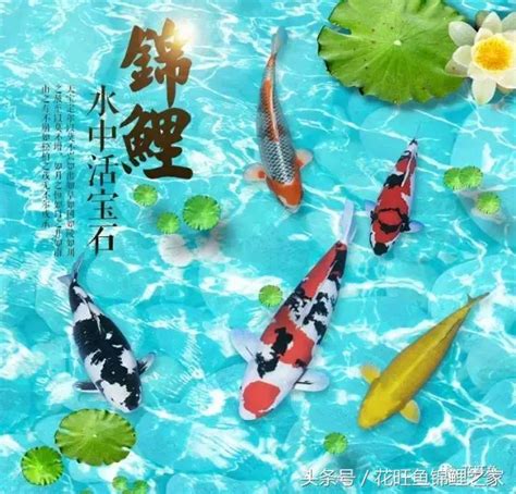 風水魚 數量|養對魚數：財運滾滾來